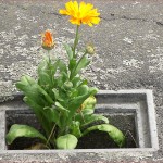 Flower in the rubble - by Vic Manuge